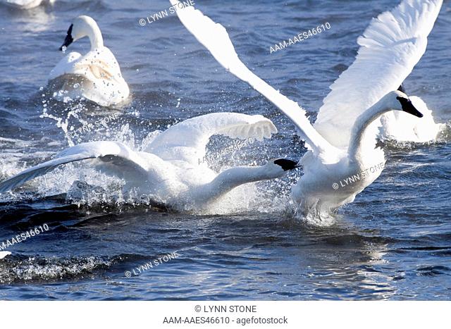 Trumpeter Swan(s) (Cygnus buccinator) in winter morning mist, showing aggression during courtship behavior, February; Mississippi River, Minnesota, USA