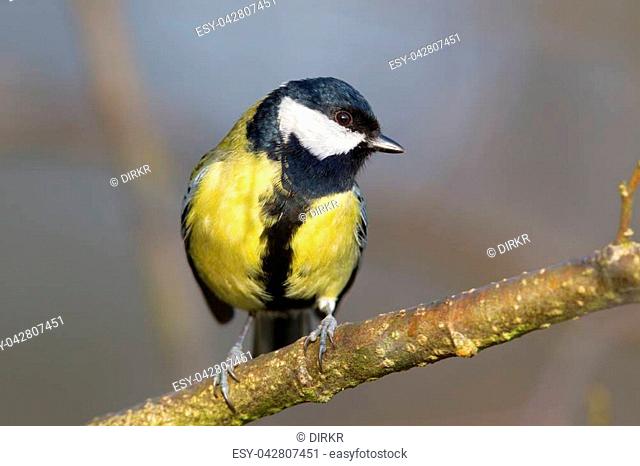 Great tit (Parus major) in the nature reserve Moenchbruch near Frankfurt, Germany