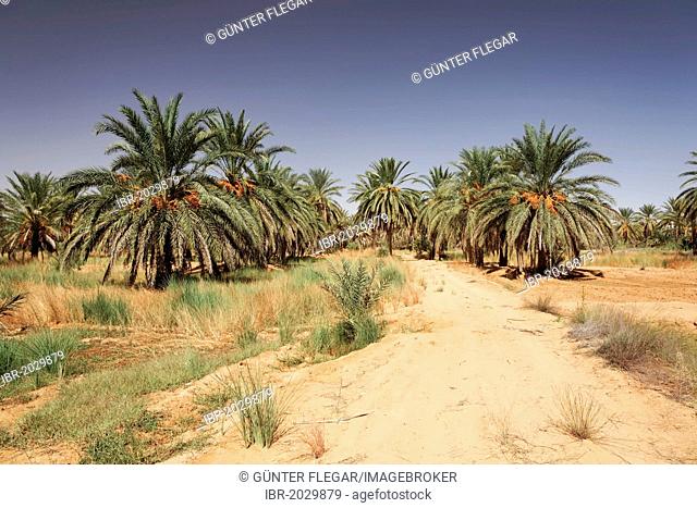 Date trees (Phoenix) in an oasis near Ksar Ghilane, Sahara, Tunisia, Maghreb region, North Africa, Africa