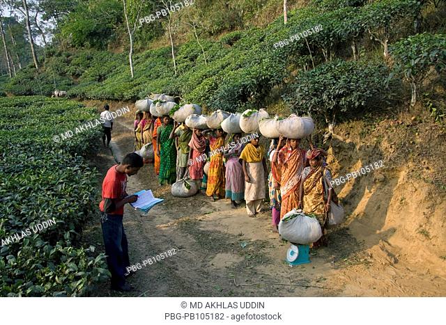 Women tea leaves pluckers waiting for weighment of days plucked at tea garden in Srimangal Sylhet, Bangladesh December 2009