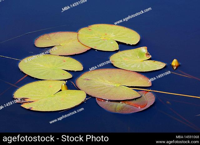 White water lily (Nymphaea alba), leaves, North Holland, Netherlands