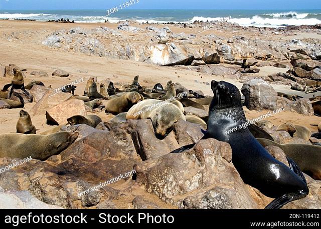 A huge sealion is posing in front of his group fo the camera