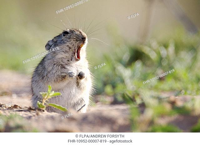 Brant's Whistling Rat Parotomys brantsii adult, yawning, Kgalagadi N P , Kalahari, South Africa