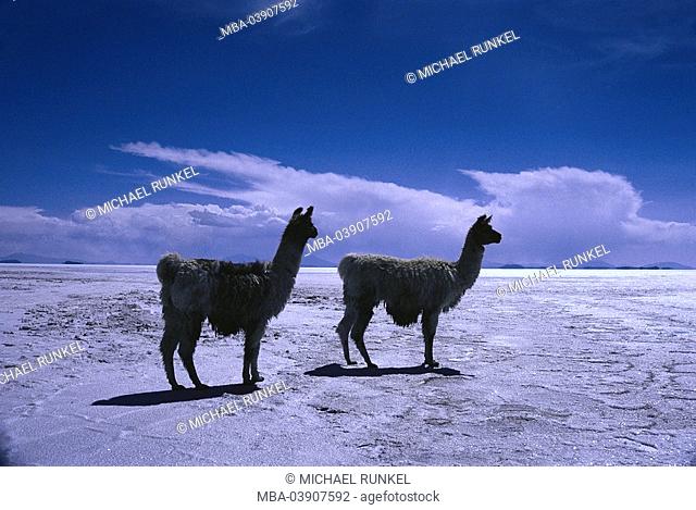 Bolivia, Altiplano, landscape, salt-desert, llamas, llama glama South America Sea