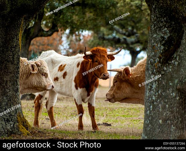 Cows grazing in the dehesa in Salamanca (Spain). Ecological extensive livestock concept
