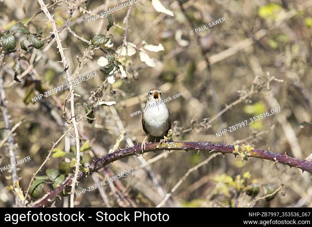 Cetti's Warbler (Cettia cetti) adult male perched on bramble, singing, Suffolk, England, April