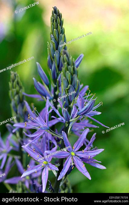 Blue camass, Camassia, flowers in a spike with buds opening from the bottom and a blurred background of plants