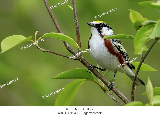 Chestnut-sided Warbler (Dendroica pensylvanica) perched on a branch in Southeastern Ontario, Canada