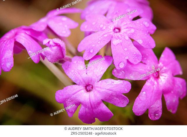 Rose mock vervain (Glandularia canadensis) blooms brightly on a Spring morning; Florida, USA