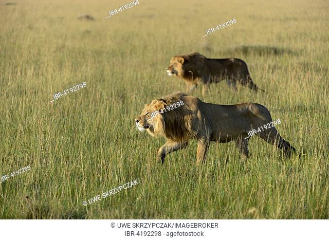 Two nomadic male lions (Panthera leo), ready to attack, Maasai Mara National Reserve, Narok County, Kenya