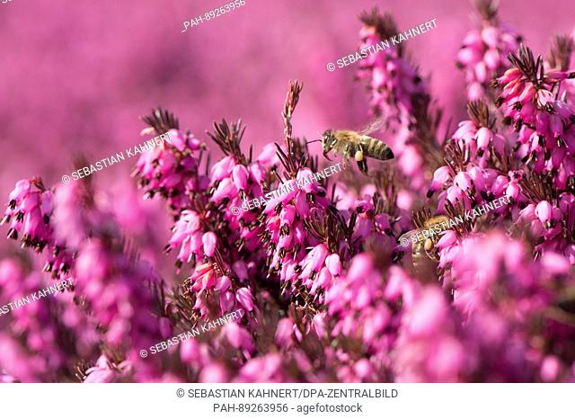 A bee flies above a garden with blossoming winter heath at the 'Findlingspark Nochten' (lit. 'Boulder Park') in Nochten, Germany, 15 March 2017