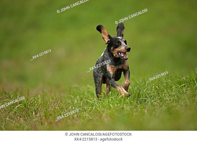Blue tick, hound, hunting dog, Pennsylvania, USA
