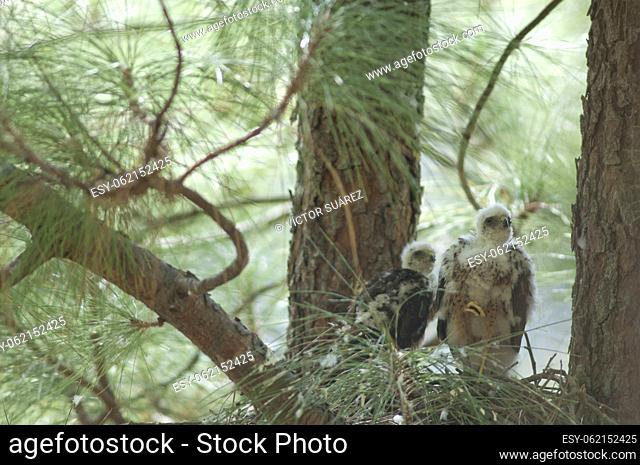 Chicks of Eurasian sparrowhawk (Accipiter nisus granti) in the nest. Integral Natural Reserve of Inagua. Gran Canaria. Canary Islands. Spain