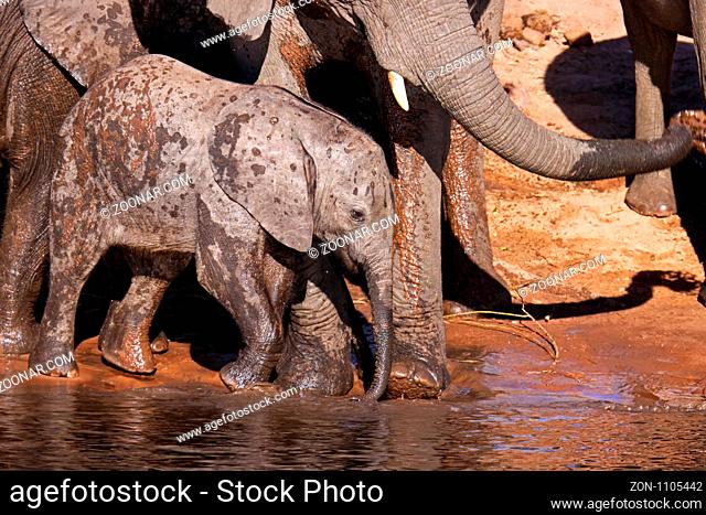 Junger afrikanischer Elefant (Loxodonta africana) am Ufer des Chobe, Botswana