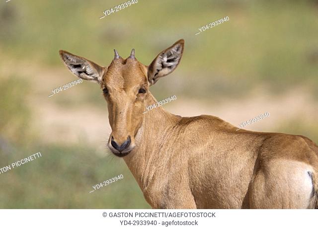 Red Hartebeest (Alcelaphus buselaphus) - Young, Kgalagadi Transfrontier Park, Kalahari desert, South Africa