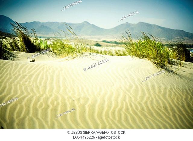 Dunes in ensenada de los Genoveses, Cabo de Gata, Almeria, Spain