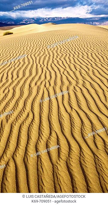 Stovepipe Wells Sand Dunes. Death Valley National Park. California. USA