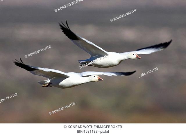 Snow Geese (Anser caerulescens atlanticus, Chen caerulescens) flying, Bosque del Apache Wildlife Refuge, New Mexico, North America, USA