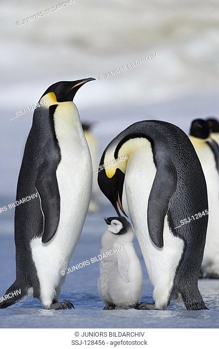 two emperor penguins with cub - Aptenodytes forsteri