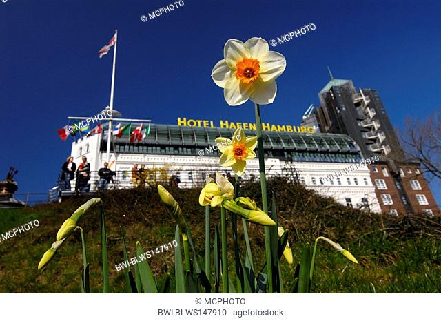 daffodil in front of the hotel Hafen Hamburg, Germany, Hamburg