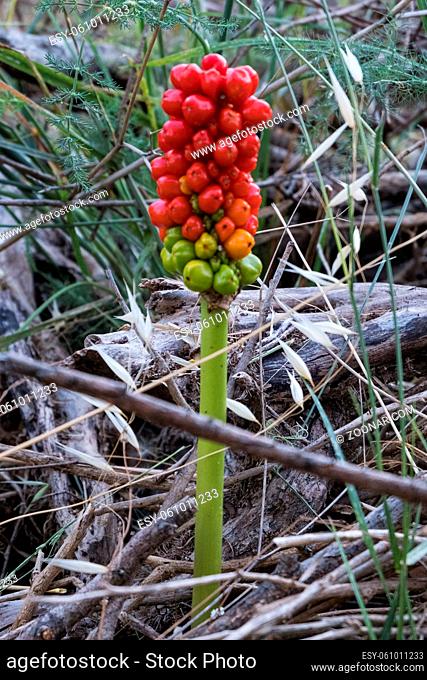 Nature vertical view of wild Arum italicum flower berries herbaceous perennial plant. No people