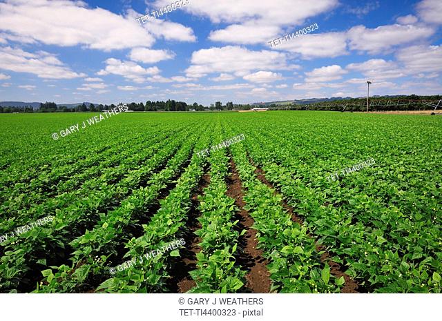 USA, Oregon, Marion County, Green bean field