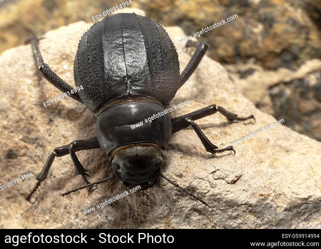 The Arabian Darkling Beetle found all around the Middle East