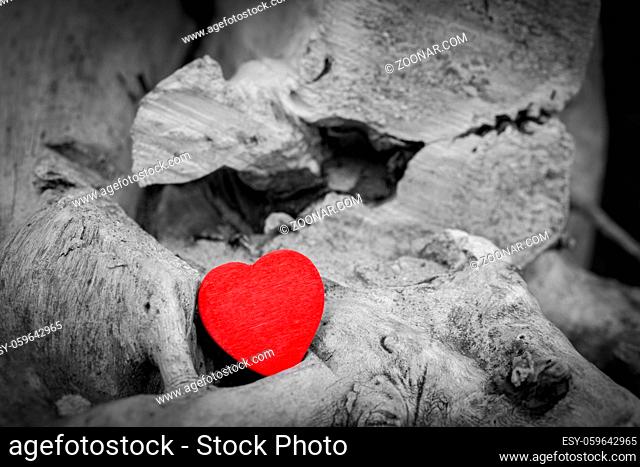 Red heart in a tree trunk and branches. Romantic symbol of love, Valentine#39;s Day. Black and white against red