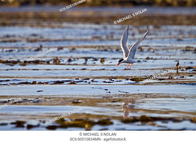 Adult South American Tern Sterna hirundinacea near New Island in the Falkland Islands This is a species of tern in the Sternidae family It is found in Argentina