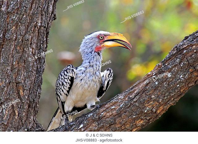 Yellowbilled Hornbill, (Tockus leucomelas), adult, Kruger Nationalpark, South Africa, Africa