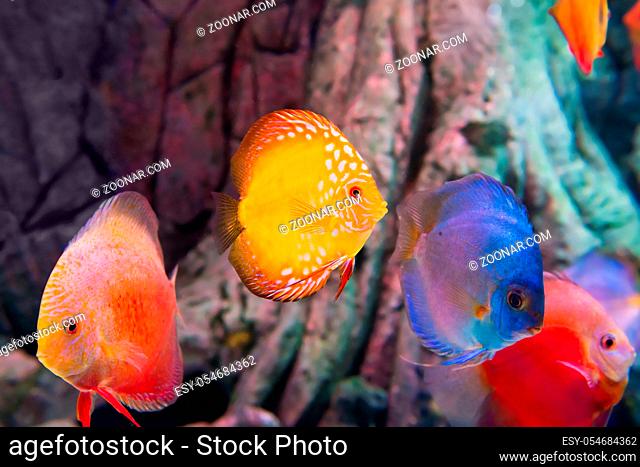 Tropical colorful fishes Symphysodon in aquarium as nature underwater sea life background