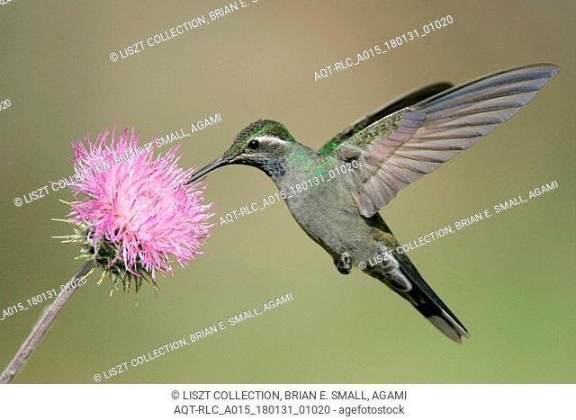 Blue-throated Hummingbird, Lampornis clemenciae, Blue-throated Mountaingem