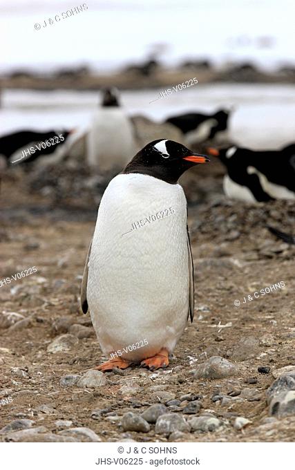 Gentoo Penguin, (Pygoscelis papua), Antarctica, Half Moon Island, adult
