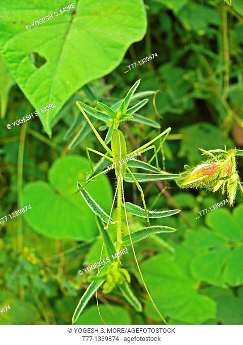 Green Grasshopper, Greater angle-wing katydid, Microcentrum rhombifolium, Kas, Satara, Maharashtra, India