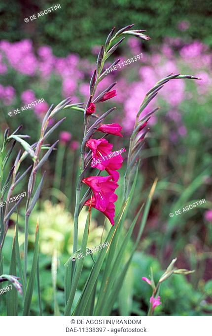 Cornflag or Byzantine gladiolus (Gladiolus byzantinus or Gladiolus communis byzantinus), Iridaceae