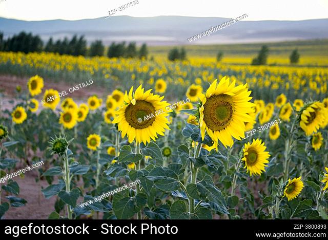 Field of sunflowers and lavender El Pobo Teruel Aragon Spain