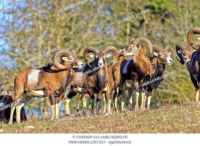 France, Haute Saone, Private park, Mouflon Rams (Ovis ammon musimon), males
