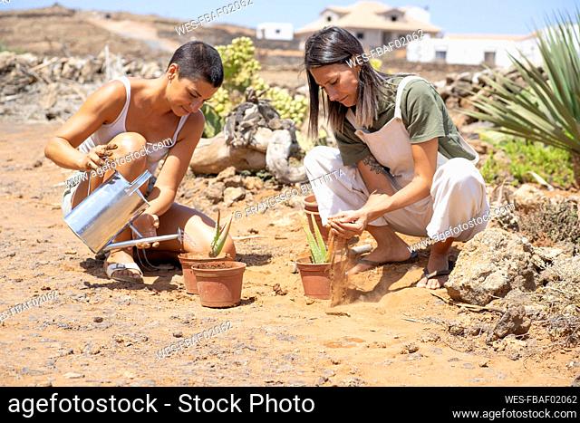 Woman watering plants with friend planting aloe vera in garden