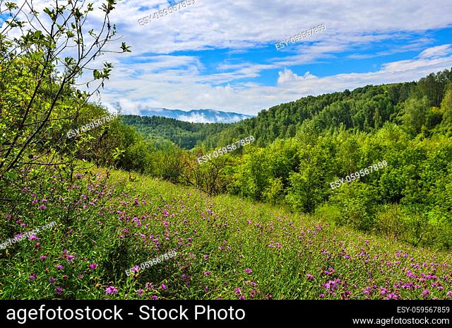 Morning fog rises over the mountains, covered with forests and flowering meadows - beautiful sunny summer landscape with the first signs of autumn