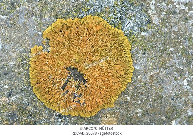 Lichen Provence Southern France Caloplaca thallincola