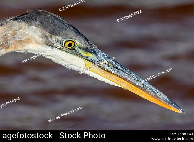 Great blue heron is the largest American heron hunting small fish, insect, rodents, reptiles, small mammals, birds and especially ducklings