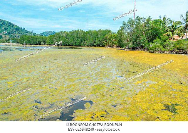Algal bloom in a tropical ocean and mangrove forest, Thailand