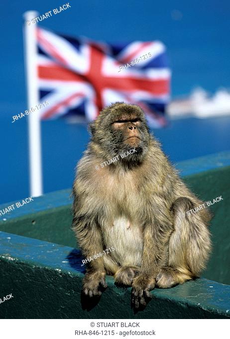 Barbary rock ape at the Top of the Rock, Gibraltar, British overseas territory, Europe