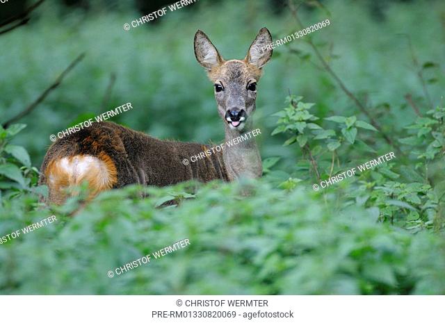Roe Deer, Capreolus capreolus / Reh, Capreolus capreolus