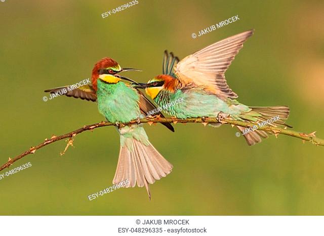 Two european bee-eaters, merops apisater, fighting on a perch. Pair of colorful birds in conflict. Wild animals in dispute, harming each other