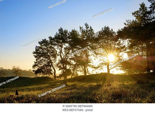 Germany, Bavaria, Lower Bavaria, Altmuehl Valley, Pines at sunrise