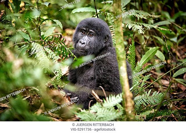 UGANDA, BUHOMA, 17.02.2015, mountain gorilla - Buhoma, Uganda, 17/02/2015