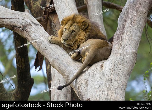 Masai Lion (Panthera leo nubica) two adult males, feeding at kill, Serengeti N. P. Tanzania