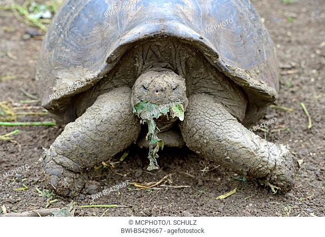 Galapagos tortoise, Galapagos giant tortoise (chathamensis) (Chelonodis nigra chathamensis, Geochelone elephantopus chathamensis, Geochelone nigra chathamensis
