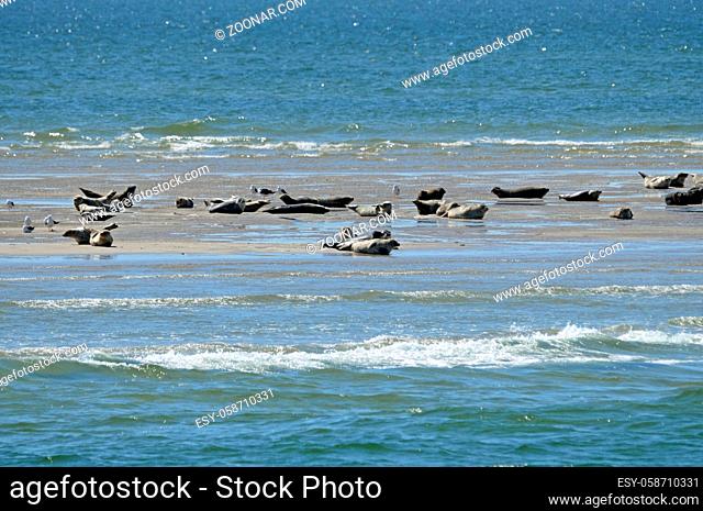 Seehunde auf einer Sandbank in der Nordsee vor Sylt